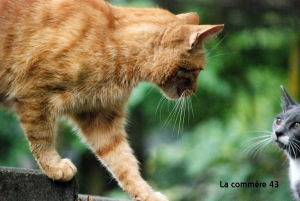 Le Chambon-sur-Lignon : une campagne de stérilisation de chats errants sur le point de débuter