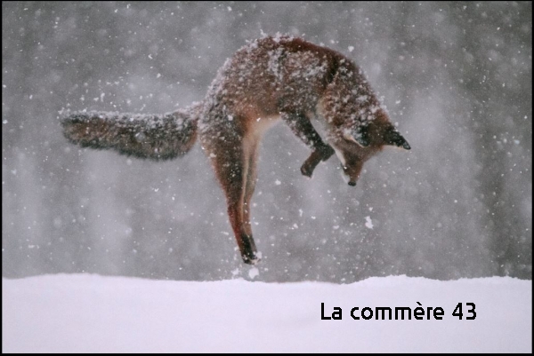 Le renard &quot;mulotte&quot; pour chasser un rongeur, ici sous la neige|Un &quot;dortoir&quot; de milans royaux|La belette, friande aussi de micro-mammifères||