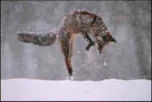 Le renard "mulotte" pour chasser un rongeur, ici sous la neige|Un "dortoir" de milans royaux|La belette, friande aussi de micro-mammifères||
