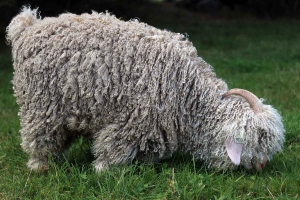 Saint-Pierre-Eynac : la laine de leurs chèvres angora se transforme en Mohair