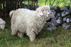Saint-Pierre-Eynac : la laine de leurs chèvres angora se transforme en Mohair