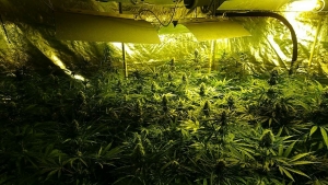 Il cultivait 186 pieds de cannabis dans son garage