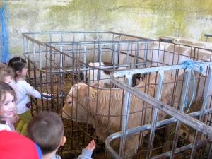 Des écoliers de Bas-en-Basset en visite à la ferme à Boisset