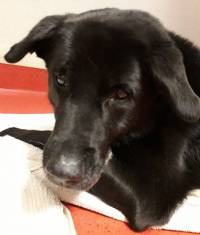Une chienne labrador retrouvée blessée entre Tence et Le Chambon-sur-Lignon