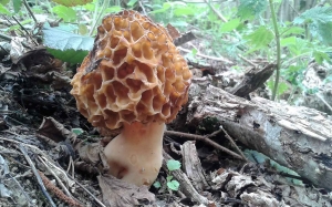 Valprivas : Champimystique rassemble les amateurs de champignons