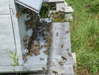 Craponne-sur-Arzon : une réunion pour présenter le Groupement de défense sanitaire apicole