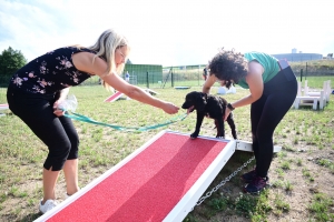 Yssingeaux : le club canin des Sucs prend possession de son nouveau terrain