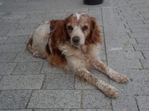 Un chien âgé perdu à Saint-Jeures