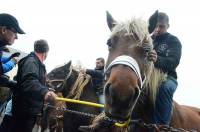 Fay-sur-Lignon : la foire, une histoire d&#039;hommes et de chevaux (vidéo)
