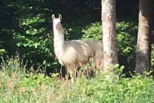 Chambon-sur-Lignon : un lama en goguette dans le Bois des Mélèzes