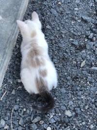 Yssingeaux : un chaton perdu dans le quartier de Chatimbarbe