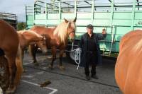 Yssingeaux : dans les coulisses du concours de chevaux lourds