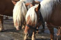 Yssingeaux : dans les coulisses du concours de chevaux lourds