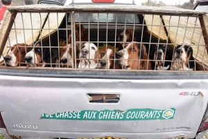 Saint-Romain-Lachalm : une journée de démonstration de chasse aux chiens courants le 4 mars