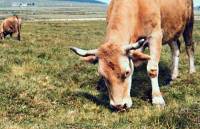 Albert Roche publie un livre sur la Mézine, la vache disparue du Mézenc