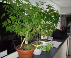 Puy-en-Velay : il veut rentrer chez lui avec une hache, les policiers découvrent des plants de cannabis