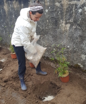 Yssingeaux : 50 plants de bambous plantés dans la cour de l&#039;école Saint-Gabriel