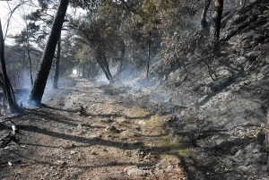Monastier-sur-Gazeille : un mégot de cigarette jeté, 5 hectares de végétation en feu