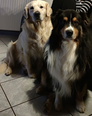 Bas-en-Basset : deux chiens perdus