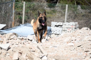 Yssingeaux : en sauvetage et décombres, les chiens mis à rude épreuve