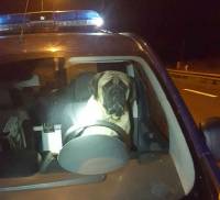 Un chien se retrouve au volant d&#039;une voiture de gendarmerie