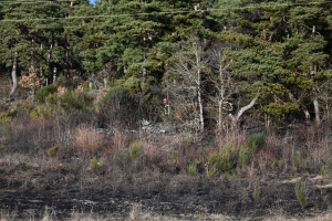 Premier grand feu de végétation de l&#039;année à Chamalières-sur-Loire