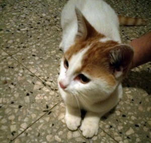 Monistrol-sur-Loire : un chaton recueilli dans le quartier du Kersonnier