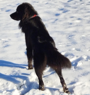 Le Chambon-sur-Lignon : un chien border collie disparu
