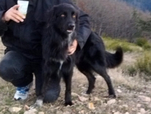 Le Chambon-sur-Lignon : un chien border collie disparu