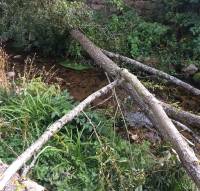 Tence : un arbre s&#039;effondre au bord de la Sérigoule