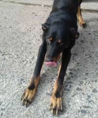 Puy-en-Velay : un chien beauceron disparu depuis dix jours