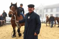 Fay-sur-Lignon : la foire aux chevaux encore plus populaire le week-end