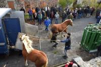 Fay-sur-Lignon : la foire aux chevaux encore plus populaire le week-end