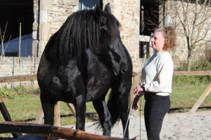 Le cheval est un médiateur pour aider les adolescents à se connecter à leurs émotions