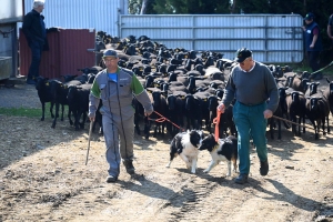 Un troupeau de randonneurs derrière un troupeau de brebis Noire du Velay