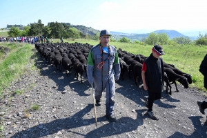 Un troupeau de randonneurs derrière un troupeau de brebis Noire du Velay