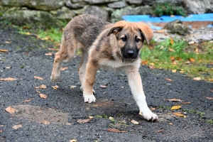 Saint-Jeures : une jeune chienne recueillie