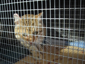 Saint-Christophe-sur-Dolaison : une quatrième campagne de stérilisation pour les chats errants