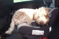 Le Chambon-sur-Lignon : une chienne beige frisée a été perdue