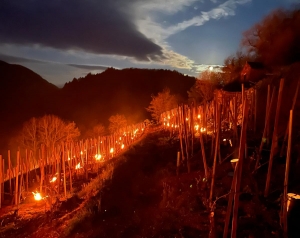 De nouvelles bougies allumées pour sauver les vignes du gel à Espaly-Saint-Marcel