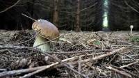 Riotord : parti aux champignons, un Stéphanois se perd dans les bois