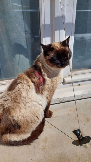 Saint-Christophe-sur-Dolaison : un appel aux dons du Jardin des chats après un sauvetage