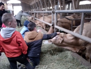Montregard : les écoliers visitent une ferme au Mazet-Saint-Voy