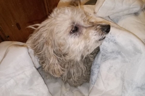 Un chien retrouvé en hypothermie à Montregard