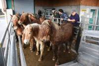 Le Japon, nouvel eldorado pour le cheval de boucherie de Haute-Loire
