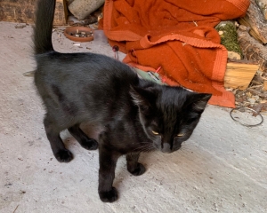 Un chaton recueilli entre Le Mazet-Saint-Voy et Le Chambon-sur-Lignon