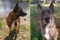 Yssingeaux : un chien malinois a disparu depuis lundi