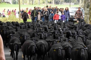 Dimanche, suivez un troupeau de brebis pour la transhumance de la Noire du Velay
