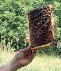 Très impressionnant de voir le cadre avec les abeilles encore affairées dessus.