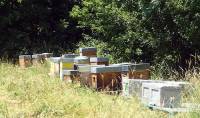 Les ruches voyagent dans différents environnements pour donner divers miels.